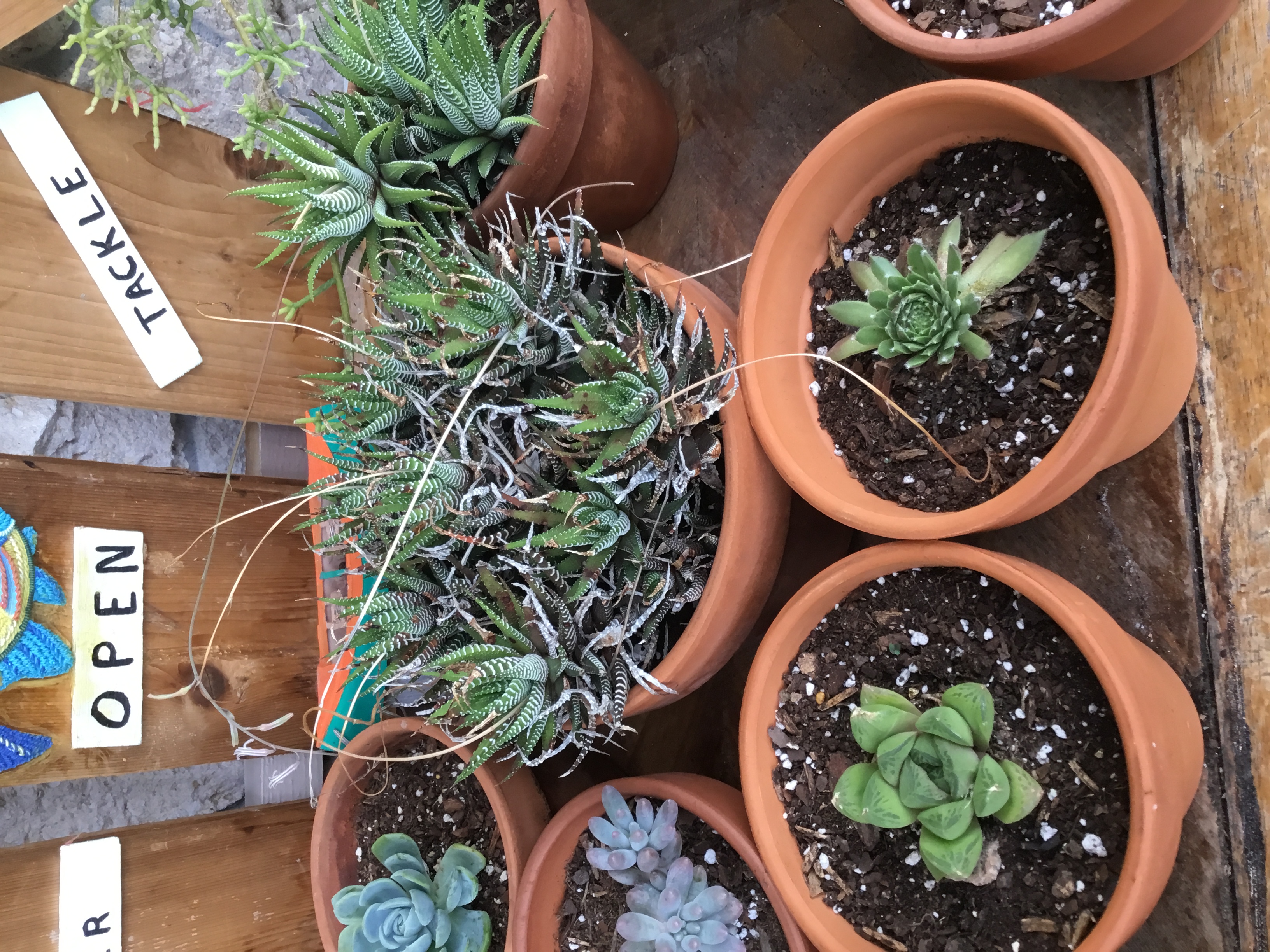 Haworthiopsis attenuata- Zebra Plant.jpg